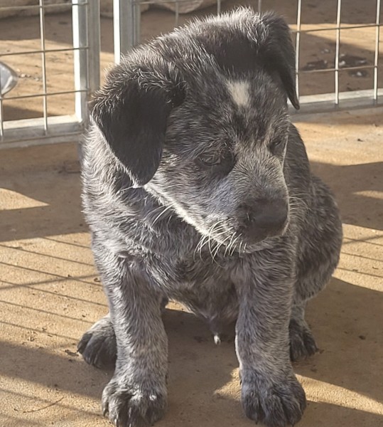 Australian Cattle Dogs x 2