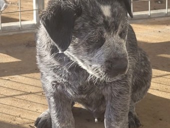 Australian Cattle Dogs x 2