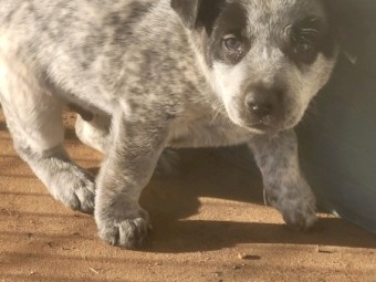 Australian Cattle Dogs x 2