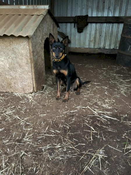 Black & Tan Female Kelpie
