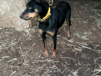 Black & Tan Female Kelpie