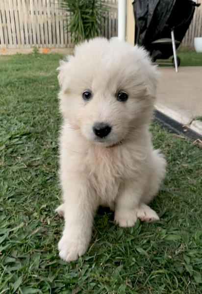 Maremma Guardian pups 