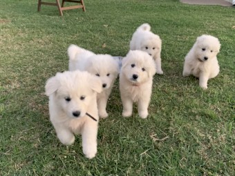 Maremma Guardian pups 
