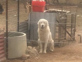 Maremma Guardian pups 