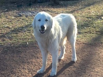 Maremma Guardian pups 