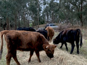 Highlander x heifer for sale 