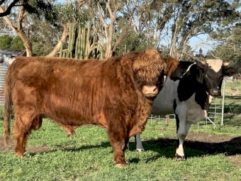 Highlander x heifer for sale 