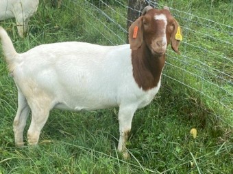 Registered Breading Boer Goats