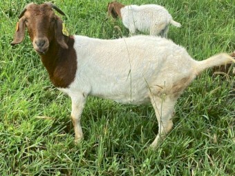 Registered Breading Boer Goats