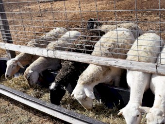 Commercial Dorper sheep available.
