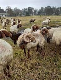 Awassi fat tailed lambs