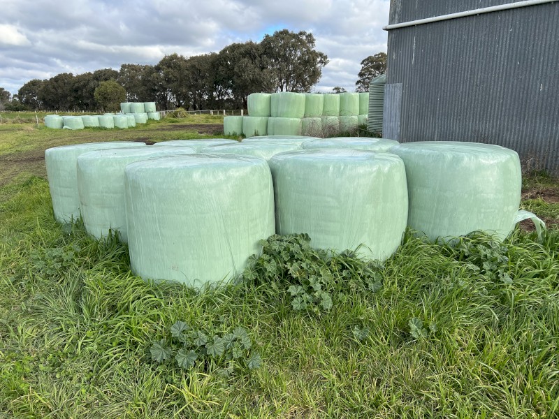 1st cut lucerne silage