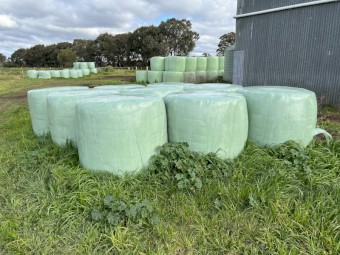 1st cut lucerne silage