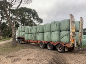 Sorghum/Millet silage 