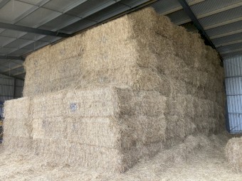 2021 Ryegrass with Lucerne Hay 8x4x3 Bales
