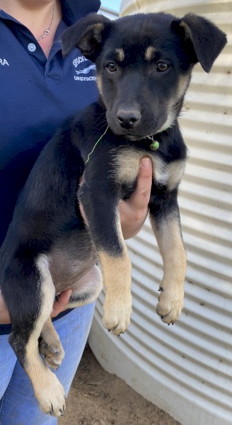 2 x Female Black & Tan Kelpie pups