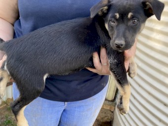 2 x Female Black & Tan Kelpie pups