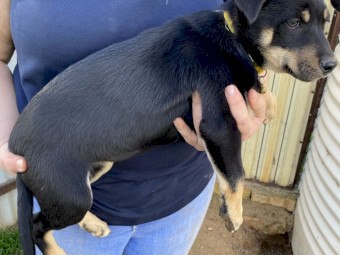 2 x Female Black & Tan Kelpie pups