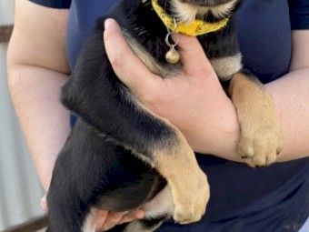 2 x Female Black & Tan Kelpie pups