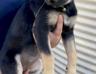 2 x Female Black & Tan Kelpie pups