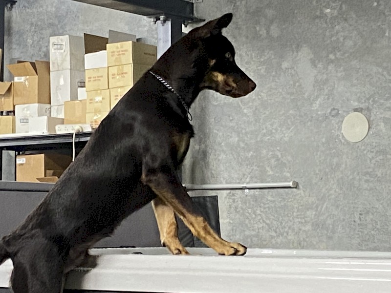 Pure breed Kelpie Male