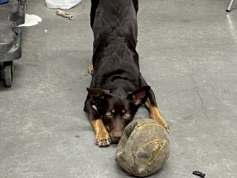 Pure breed Kelpie Male