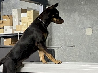 Pure breed Kelpie Male