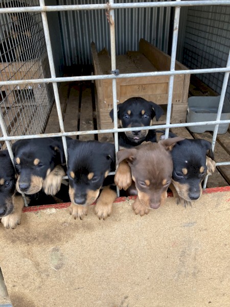 4 Kelpie pups