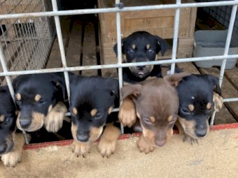 4 Kelpie pups