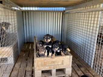 4 Kelpie pups