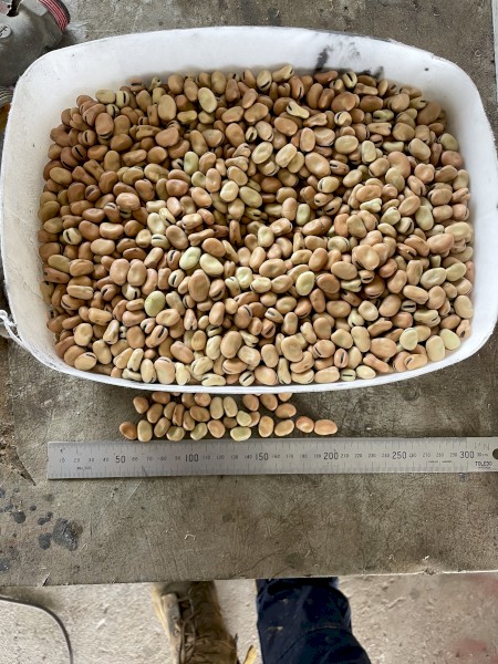 40 ton Faba Beans no 1