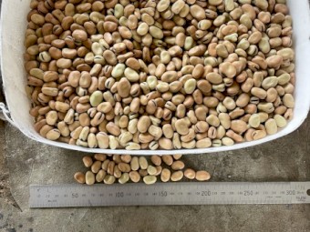 40 ton Faba Beans no 1