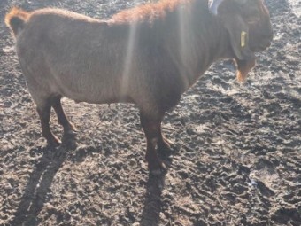 Registered in the Red registry BGBAA Kalahari Red Buck JS RQ0355