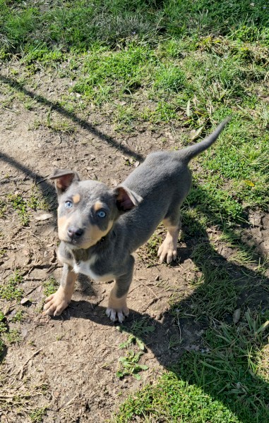 Blue Fawn Female Kelpie Pup
