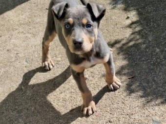 Blue Fawn Female Kelpie Pup