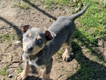 Blue Fawn Female Kelpie Pup