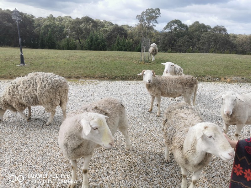 Dorper Rams & Wethers For Sale 