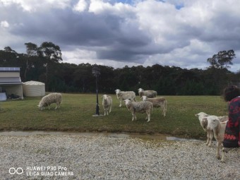 Dorper Rams & Wethers For Sale 