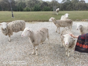 Dorper Rams & Wethers For Sale 