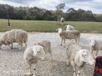 Dorper Rams & Wethers For Sale 