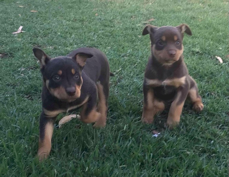 Kelpie pups
