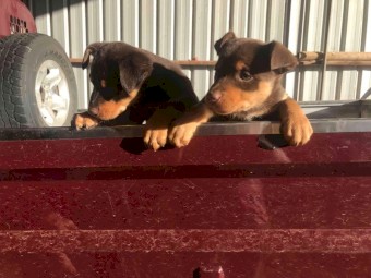 Kelpie pups