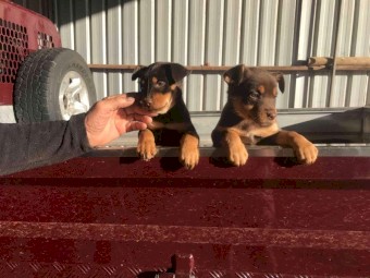 Kelpie pups