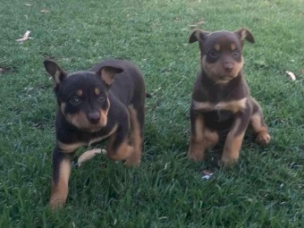 Kelpie pups