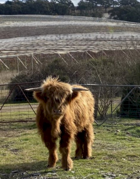 Purebred Scottish Highlander Bull yearling