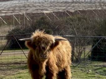 Purebred Scottish Highlander Bull yearling