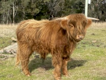 Purebred Scottish Highlander Bull yearling