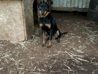 Female black and tan kelpie