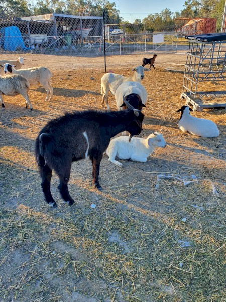 Australian Miniature Goat Buck