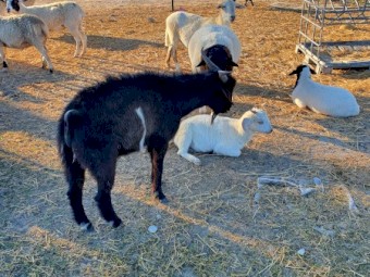 Australian Miniature Goat Buck
